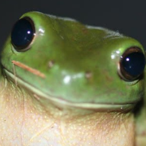 Phrog